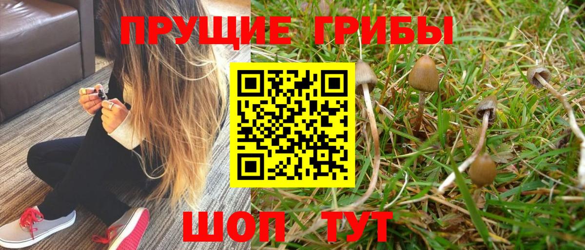 Кириши  Псилоцибиновые грибы MAGIC MUSHROOMS  Вход с VPN 